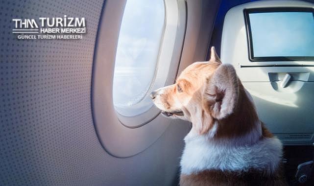 Köpek uçakta gaz çıkardı, yanında oturan çift tazminat kazandı!
