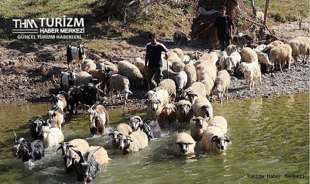 Turizm sektörünü bırakıp hayvancılık yapmaya başladı!
