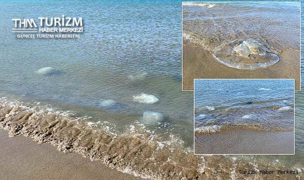 Turizm sezonu öncesi tehdit! Yüzlercesi kıyıya vurdu