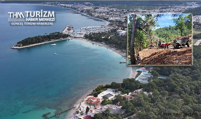 Özak GYO Club Med arazisinde yapacağı otel için ağaç katliamına başladı!