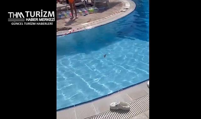 Antalya'daki lüks otelin havuzuna büyük tuvaletini yaptı!