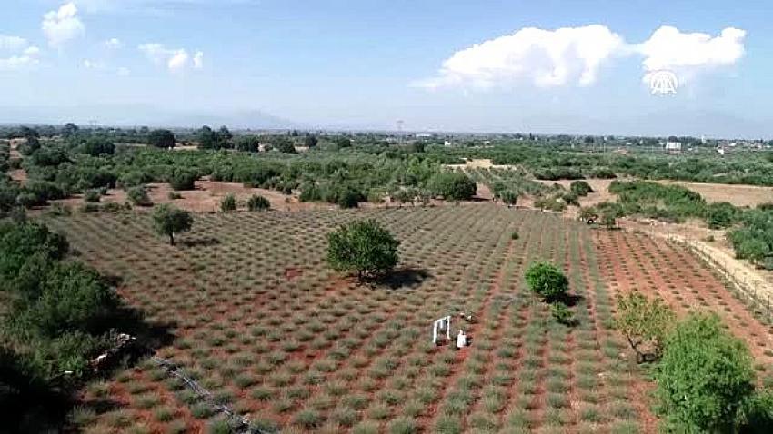 İşsiz kaldı, Antalya'da köyüne dönüp lavanta bahçesi kurdu!